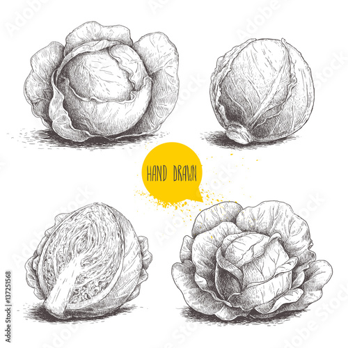 Hand drawn sketch style set of cabbages Tableau sur Toile