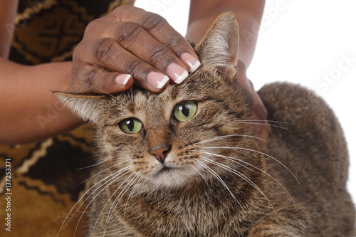 Femme Noire Chat Africaine Animal Tigre Tabby Caresser Domestique Sauver Refuge Tendresse Amour Mains Caresse Genoux Europeen Buy This Stock Photo And Explore Similar Images At Adobe Stock Adobe Stock Femme Noire Chat Africaine Animal Tigre Tabby Caresser Domestique Sauver Refuge Tendresse Amour Mains Caresse Genoux Europeen Buy This Stock Photo And Explore Similar Images At Adobe Stock Adobe Stock