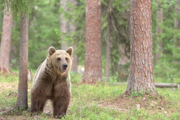 Wall Mural - brown bear standing in forest, alert and cautious