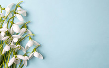 Fresh Snowdrops On Blue Background With Copyspace