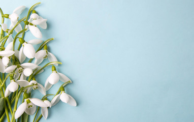 fresh snowdrops on blue background with copyspace