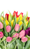 Fototapeta Tulipany - Spring tulip flowers Red pink yellow
