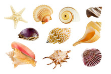 Collection Of Ten Different Seashells, Isolated On Pure White Background.
