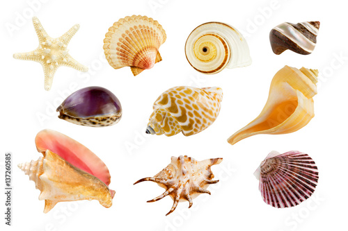 Cuadros en Lienzo Collection of ten different seashells, isolated on pure white background