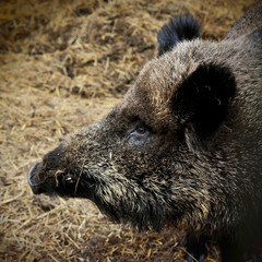 head of wild boar