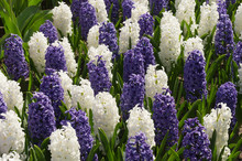 Hyacinthus In Dutch Public Spring Flower Garden Keukenhof Lisse, Zuid Holland, NLD