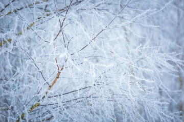 Wall Mural - Winter abstract macro of rime on plants