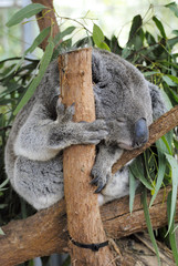 Wall Mural - koala on eucalyptus tree in queensland, australia.