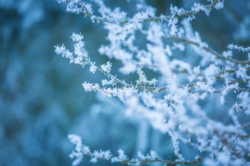 Wall Mural - Winter trees with white rime