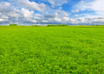 Fotomurales - green clover field