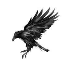 Drawing A Sketch Of A Flying Black Crow On A White Background