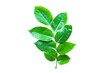 © ooddysmile - Green leaves isolated on white background