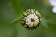 Photo Of A Daisy Bud  On Green Background.