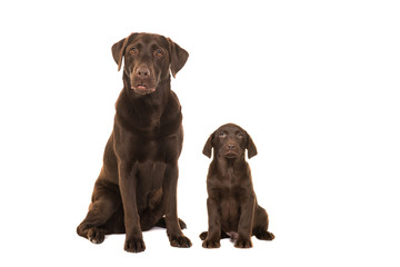 Wall Mural - Female chocolate brown labrador retriever dog and puppy sitting isolated on a white background