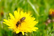 Pszczoła na kwiecie mniszka lekarskiego
