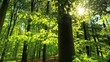 Beautiful sun rays fall through fresh green foliage in a beech forest