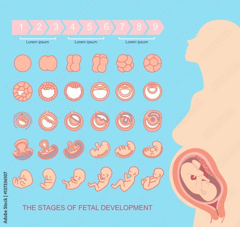 silhouette beautiful pregnant woman. stages of fetal development ...