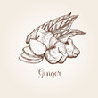 Hand drawn spicy ginger root