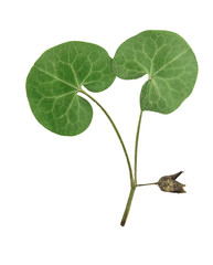 Wall Mural - Pressed and dried flower wild ginger, isolated
