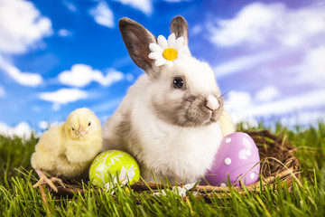 Canvas Print - Easter chicken and rabbit in the spring time