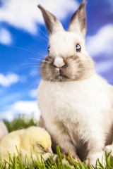 Poster - Easter chicken and rabbit in the spring time