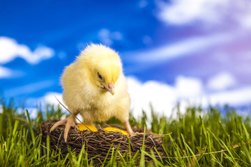 Canvas Print - Easter little chicken in the spring time