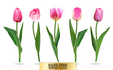 Realistic Vector Tulips Set. Not Trace. The Blank For Your Design. Pink Tulips Flowers On White Background.
