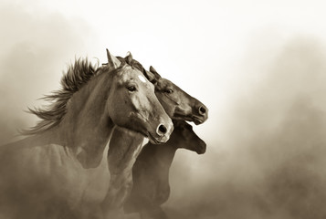 portrait of three mustang horses in sunset bw