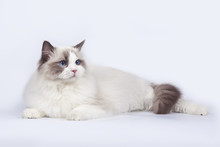 Beautiful Cat Ragdoll With Blue Eyes On White Background.