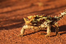 Close Up Of A Thorny Devil In The Australian Outback, Facing, Northern Territory, Australia