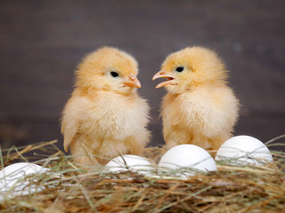 newborn chicks. orange chicks communicate with each other. hay, white eggs