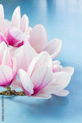 Fototapeta na wymiar Magnolia pink flowers on blue wooden background