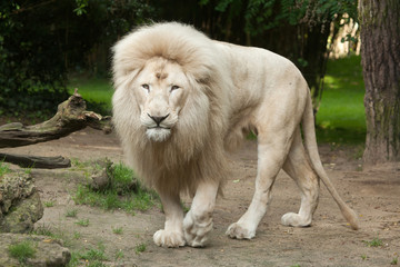 Poster - White lion (Panthera leo krugeri).