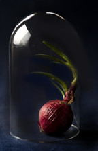 Red Onion Enclosed In Bell Jar