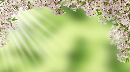 Wall Mural - Pink cherry blooming. The sun's rays . Spring. Panorama.