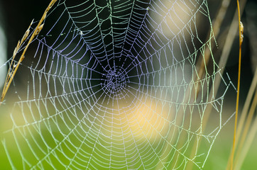 the web is stretched between tall grass stems