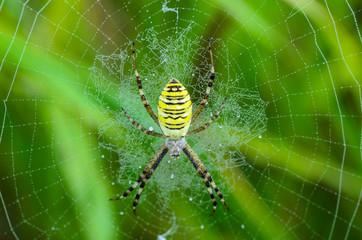 Wasp spider sits at the center of its web