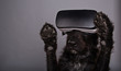 Black dog immersed in virtual reality