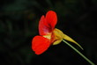 Czerwony kwiat 2