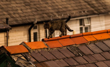 Cat Up On Roof
