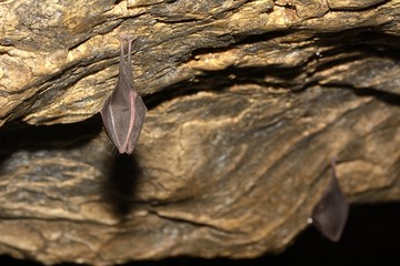 Wall Mural - Lesser Horseshoe Bat (Rhinolophus hipposideros)