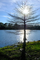 Single tree in water with sun in brunches 