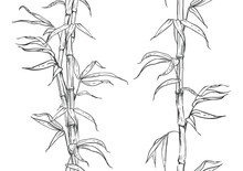 Hand Drawn Illustration With Seamless Pattern Bamboo Stalk And Leaves. Vector Eps 8