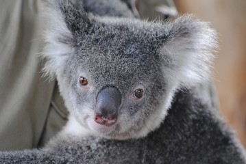 Wall Mural - portrait of koala in queensland, australia.