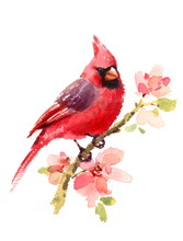 Cardinal Red Bird On A Branch With Flowers Watercolor Hand Drawn Summer Illustration Isolated On White Background