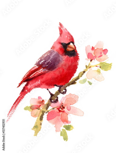 Fotomural Cardinal Red Bird On a Branch with Flowers Watercolor Hand Drawn Summer Illustra