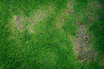 pests and disease cause amount of damage to green lawns, lawn in bad condition and need maintaining