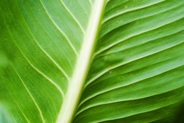 Poster - leaf background nature texture green pattern
