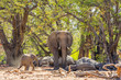 Afrikanische Elefanten (Loxodonta africana), Mutter mit Kalb, im Aba Huab Trockenflussbett