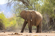 Afrikanischer Elefantenbulle in Angriffstellung, Aba Huab Trockenflussbett